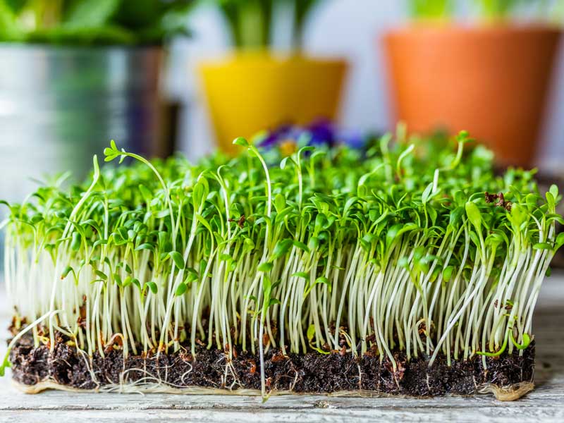 Seed Planting with GreenCie