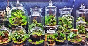 Terrarium Making
